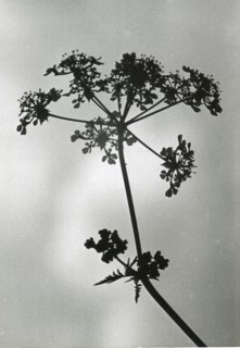 Cow Parsley, Anthriscus sylvestris