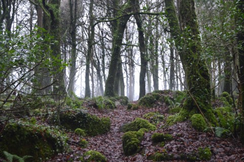 Forêt de Foxford