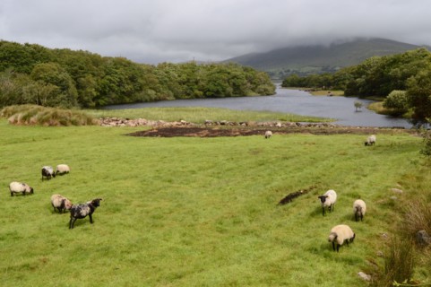 Sheep grazing by Furnace lake, County Mayo