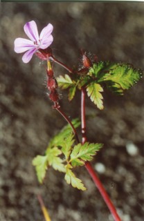 Géranium Herbe à Robert