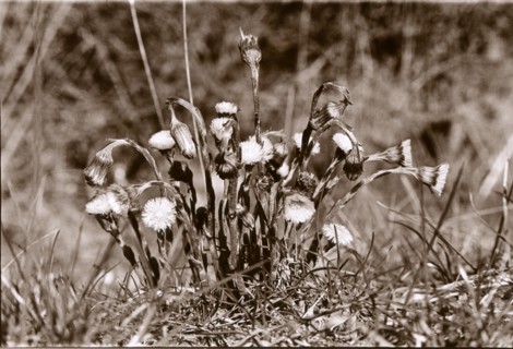 Tussilage fleuri