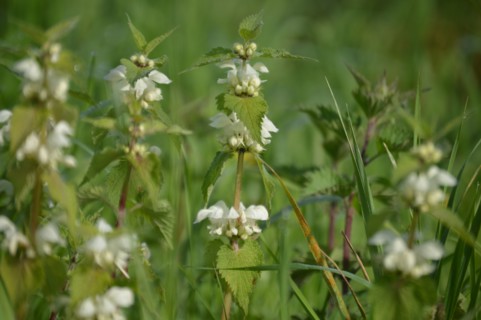 Lamier blanc