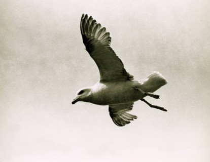 Fulmar en vol
