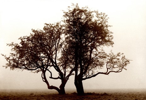 Aubépine Crataegus monogyna