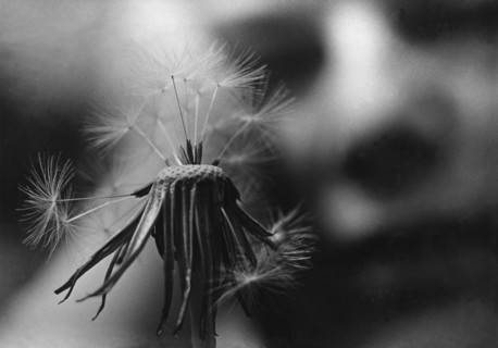 Taraxacum officinale