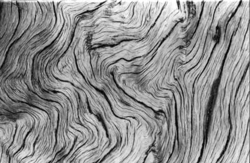 Bogwood, County Mayo