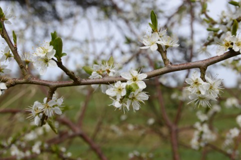 Prunellier