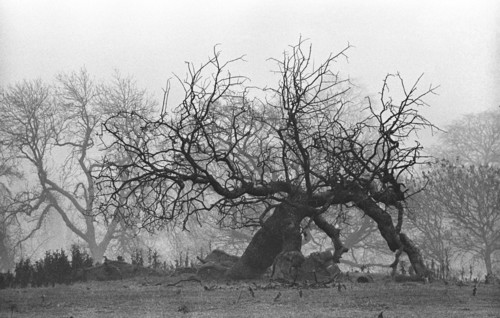 Arbre au sol, Irlande