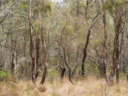 Everglades de Noosa, Australie