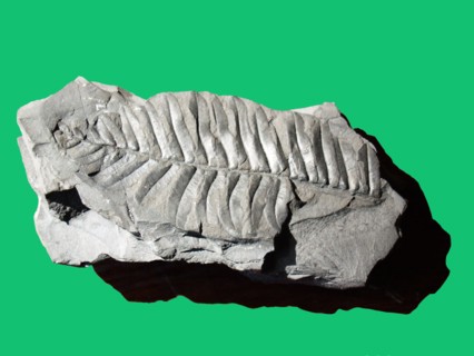 Plante fossile découverte en Irlande