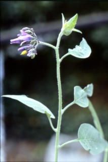 Morelle douce-amère