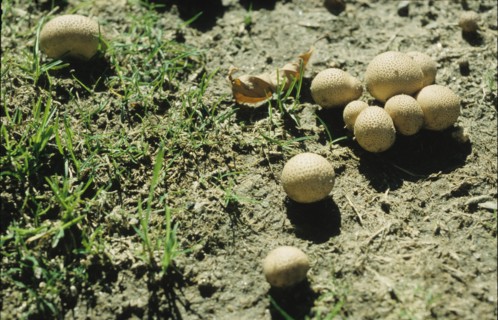Puffballs, mushroom