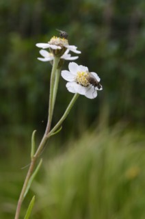 Achillée sternutatoire