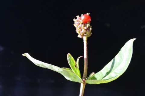 Chèvrefeuille des bois