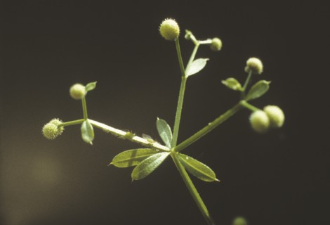 Cleavers, Galium aparine