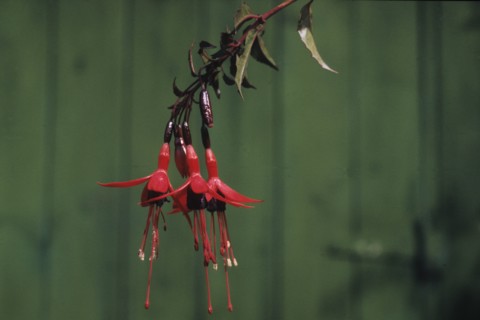 Fuchsia magellanica