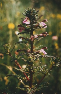Lousewort, Pedicularis sylvatica
