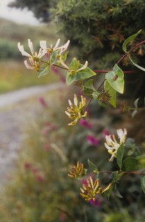 Lonicera periclymenum