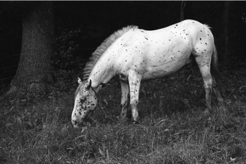 Circus horse, Leixlip, County Kildare