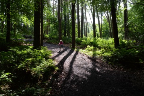 Bois de Swinford, Irlande