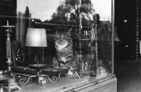 Vitrine d'un antiquaire à Amsterdam