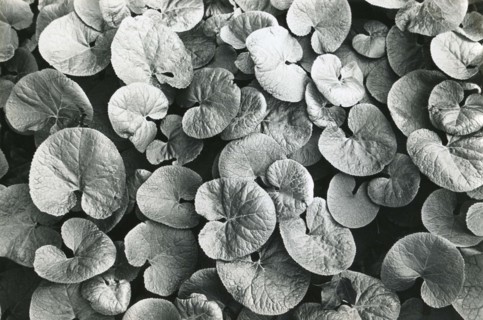 Petasites pyrenaicus
