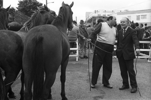 Foire aux chevaux, 1985