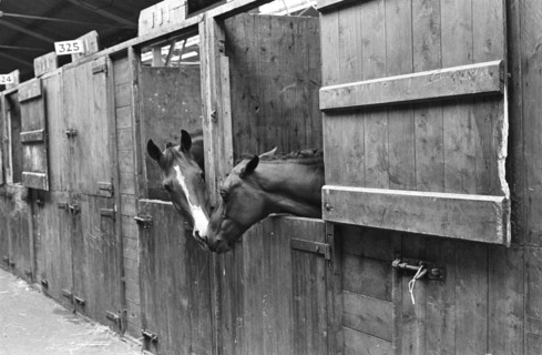 Horses at Royal Dublin Society
