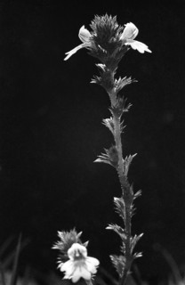 Euphrasia officinalis