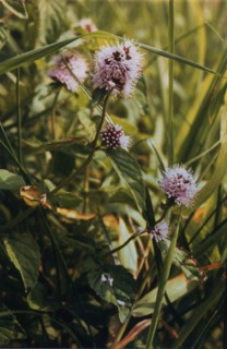 Water Mint