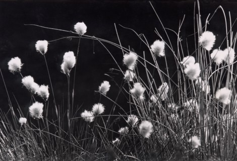 Linaigrette à feuilles étroites