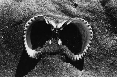 Cockle shell