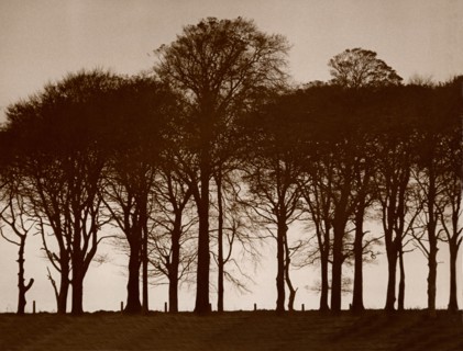 Arbres, impression sur cuivre