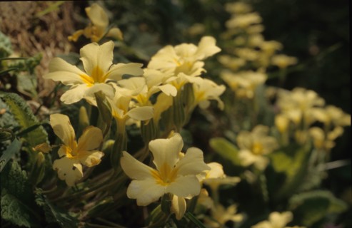 Primevère officinale