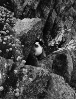 Fulmar nichant dans un rocher