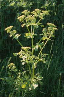 Alexanders, Smyrnium olusatrum
