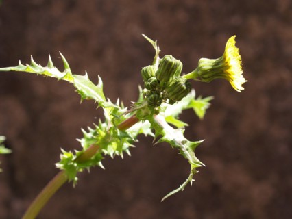 Sow Thistle, Sonchus asper