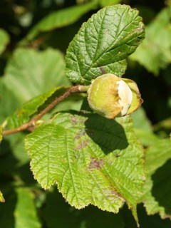 Hazel, Corylus avellana