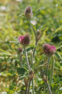 Red Clover, Trifolium pratense