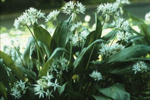 Wild garlic, Allium ursinum