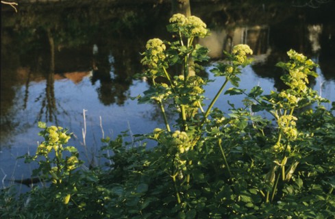 Alexanders by Dodder, Smyrnium olusatrum