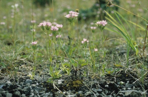 Proliferous Pink, Petrorhagia prolifera
