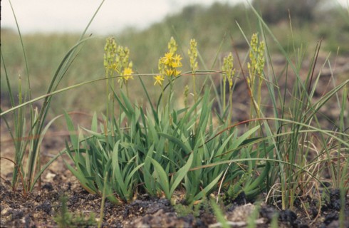 Bog Asposodel, Narthecium ossifragum