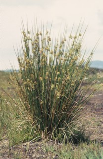 Rushes, Juncus