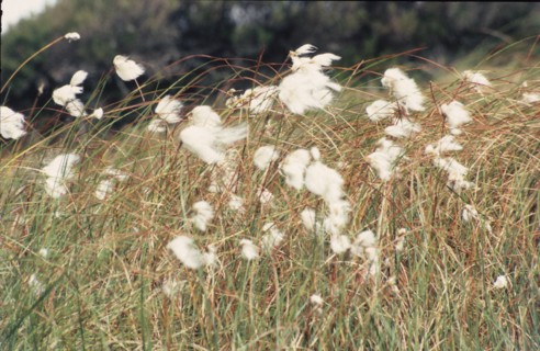 Bog Cotton, Eriophorum angustifolium