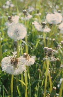 Dandelion, Taraxacum officinale