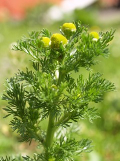 Mayweed, Matricaria discoidea
