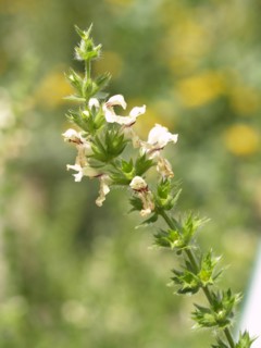 Stachys recta, yellow woundwort at Vauclair abbey, France
