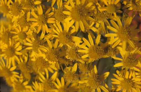 Ragweed flowering head, Senecio jacobea