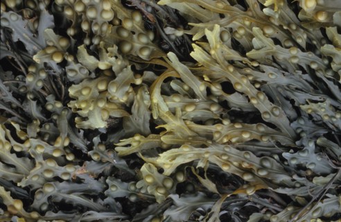 Bladder wrack seaweed, Ascophyllum nodosum